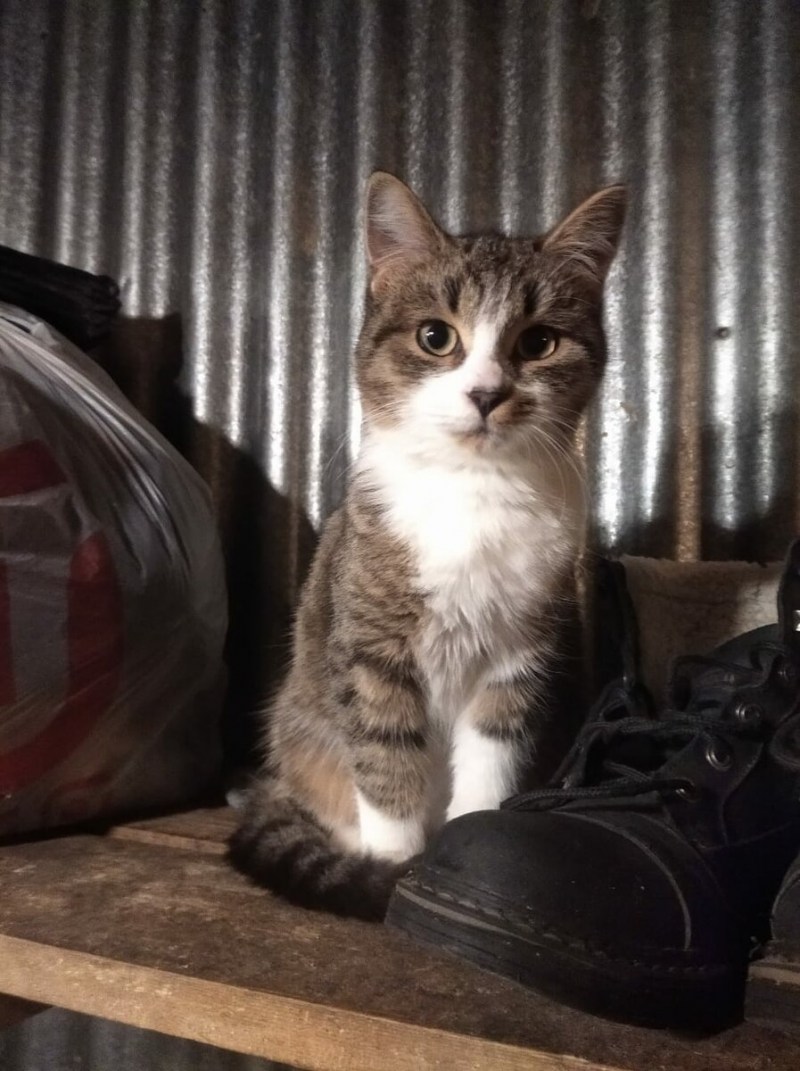 Нашли котика на улице