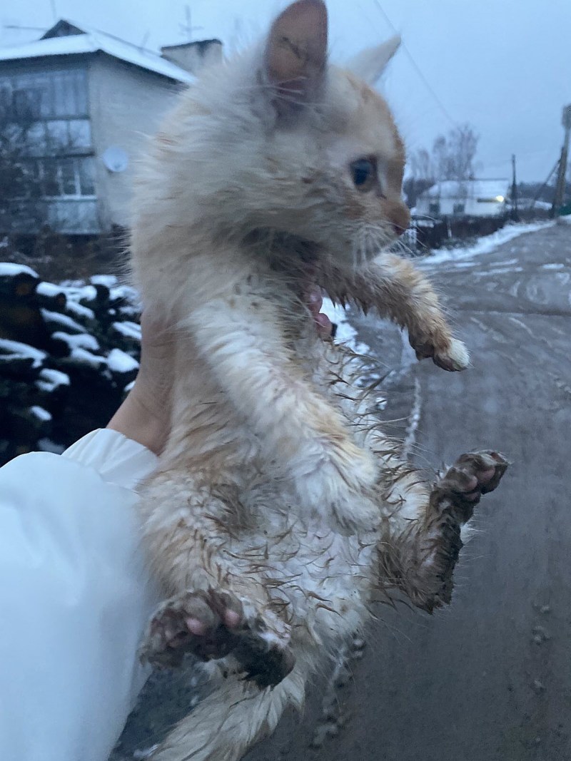 Найди котенка