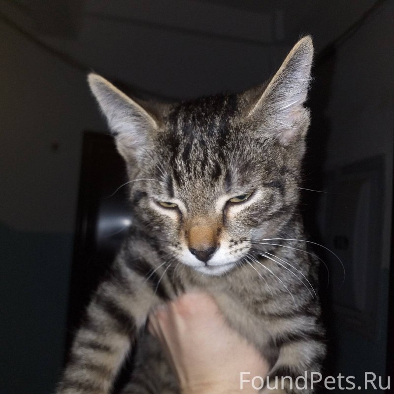 Бездомные котята милашки ищут дом