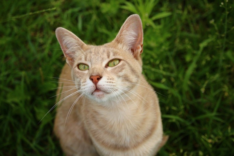 Ginger tabby Cat порода