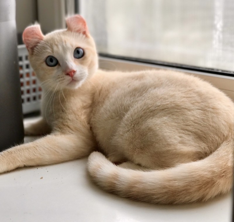 Американский кёрл короткошёрстный