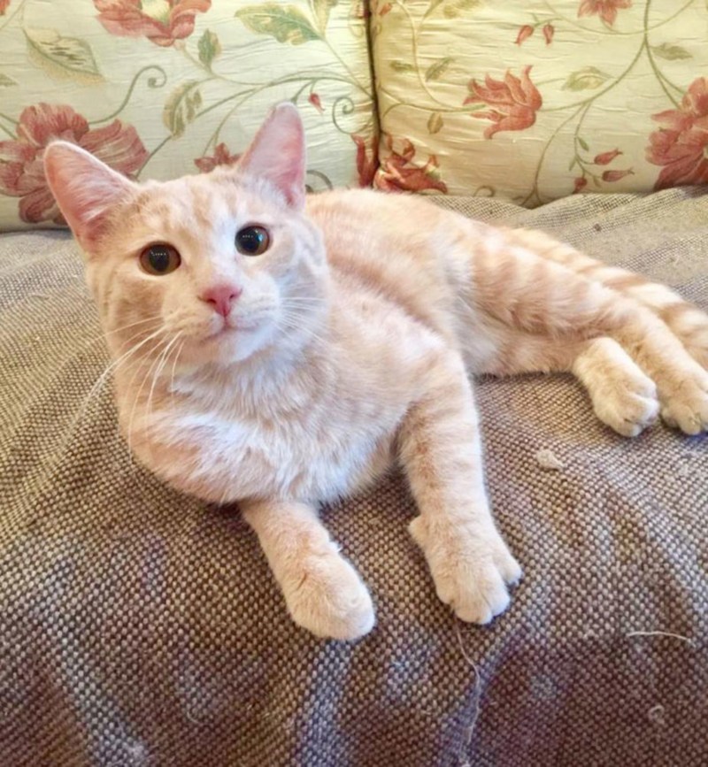 Котенок песочного цвета