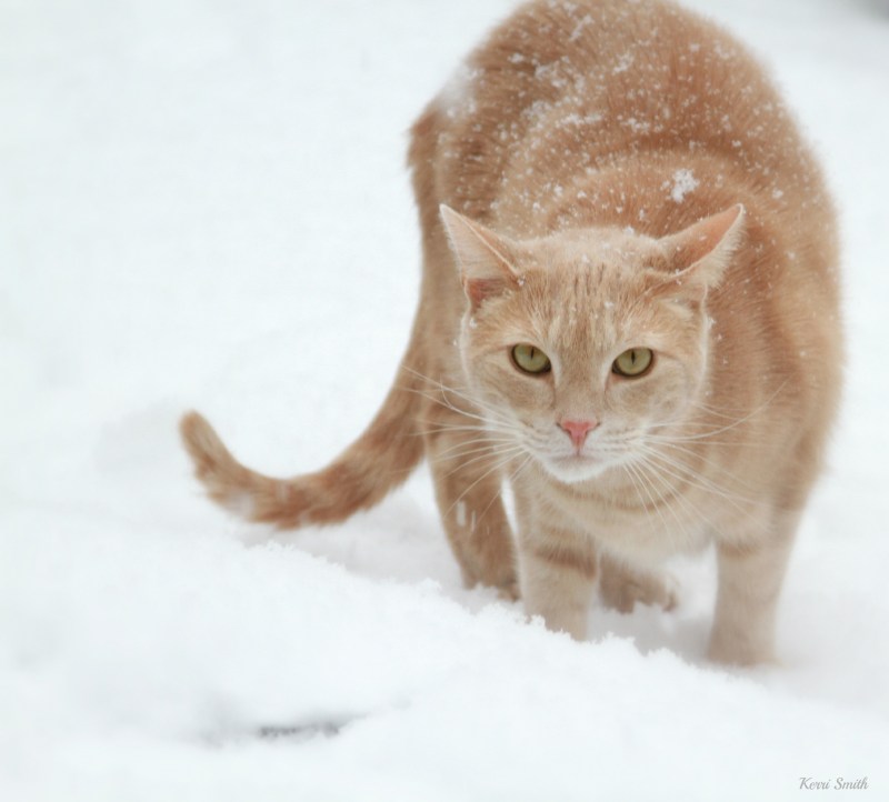 Бежевая кошка