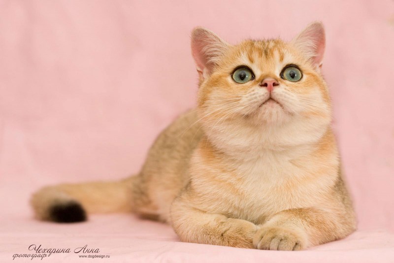 Британский короткошерстный золотой кот