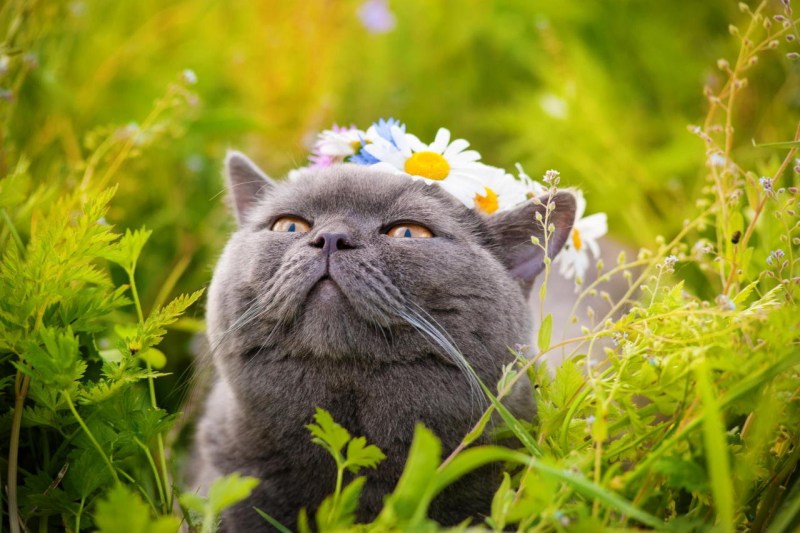 Кот лето