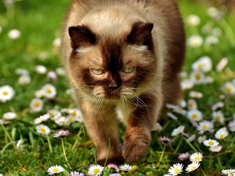 Кот в ромашках