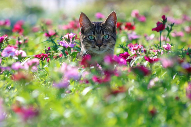 Котики лето