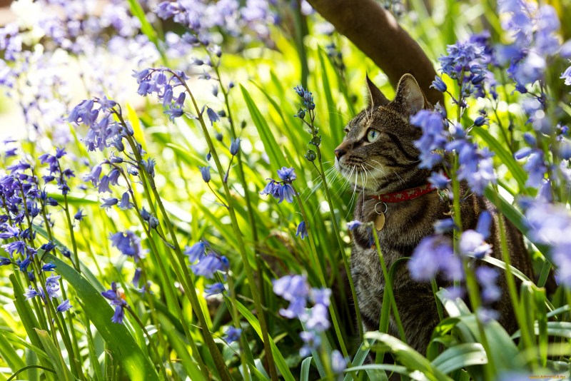 Коты в весенних цветах