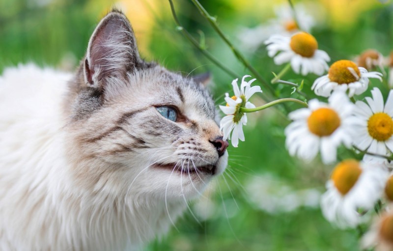 Летний кот