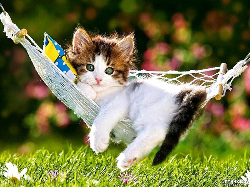 Гамак для кота