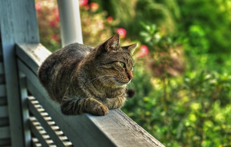 Кот на веранде