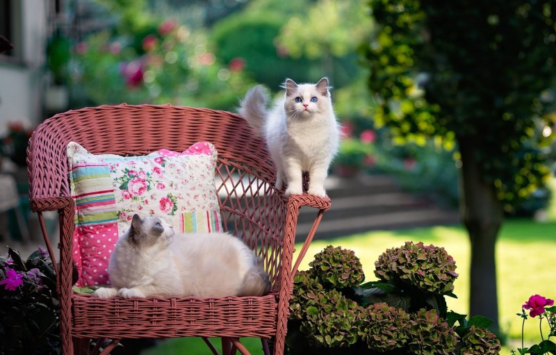 Летний котик