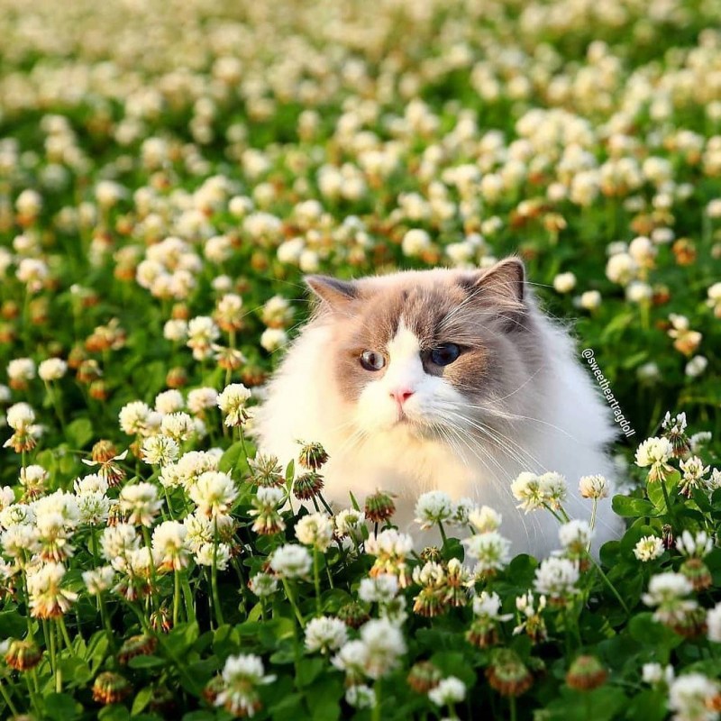 Кот лето