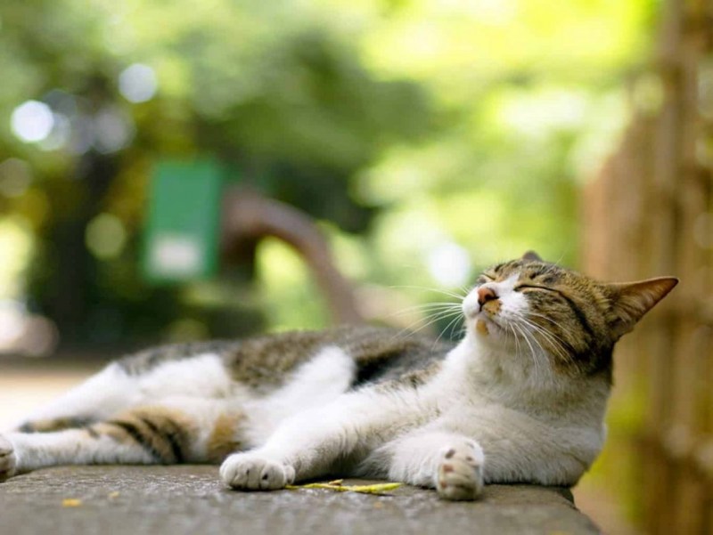 Кошка на солнышке