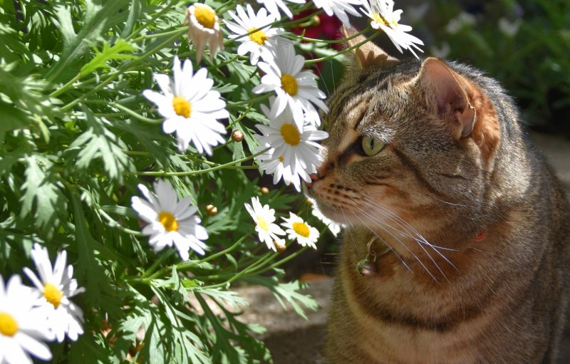 Кошки лето