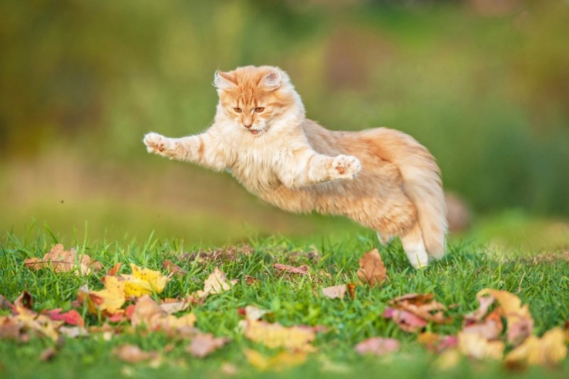 Котик в прыжке