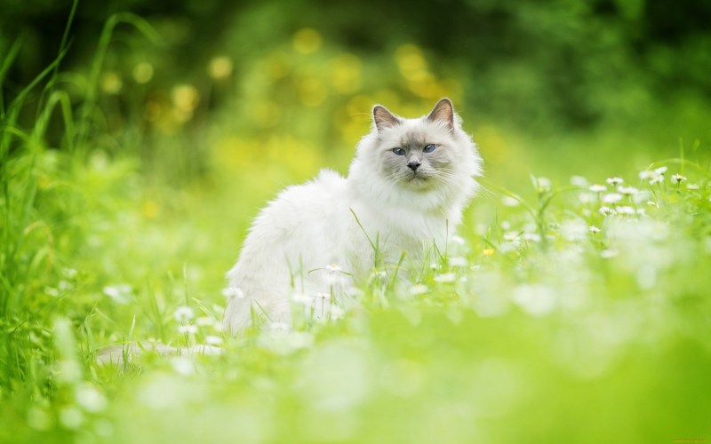 Трава для кошек