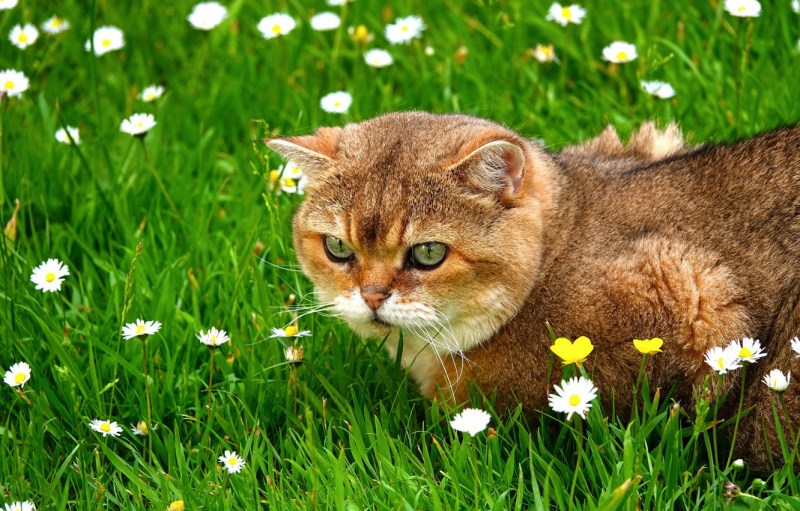 Котик в траве