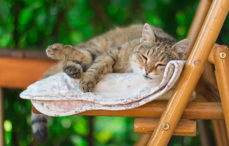 Котенок отдыхает