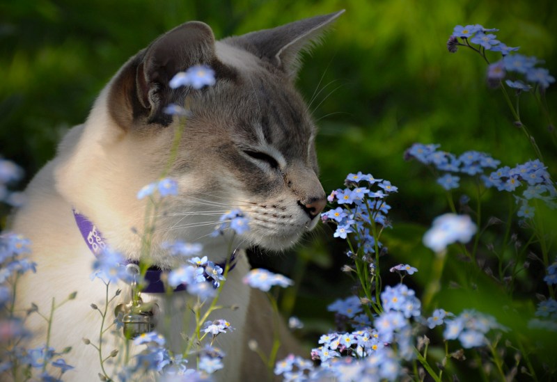 Кот нюхает цветы