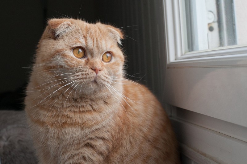Шотландская вислоухая кот рыжий хайленд фолд
