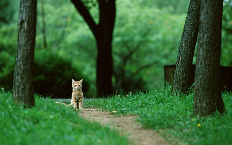 Кот в лесу