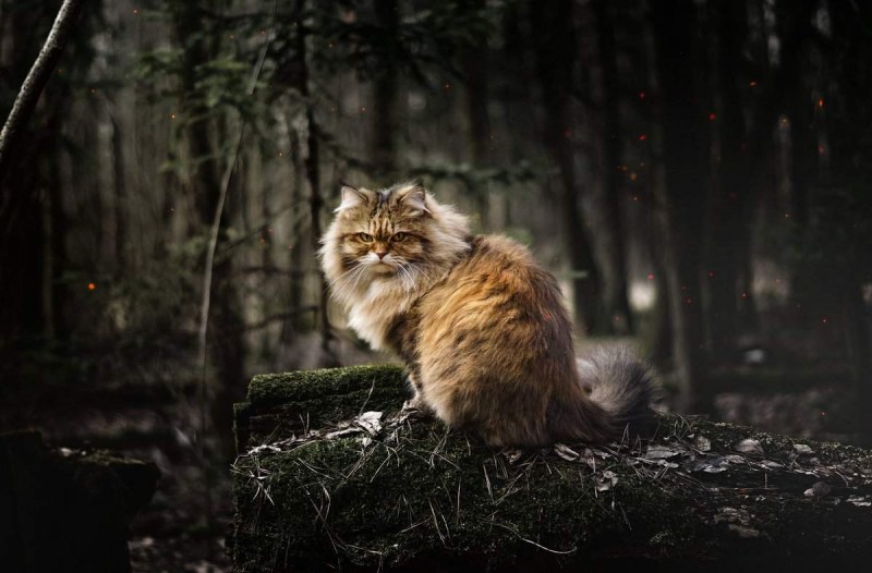 Кошка в лесу