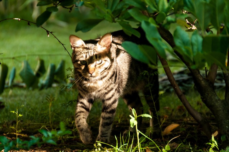 Коты в лесу
