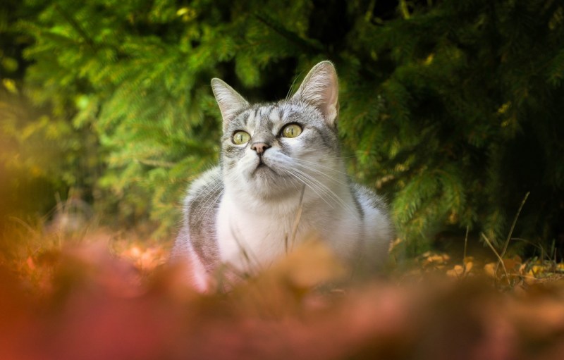 Кот на пеньке