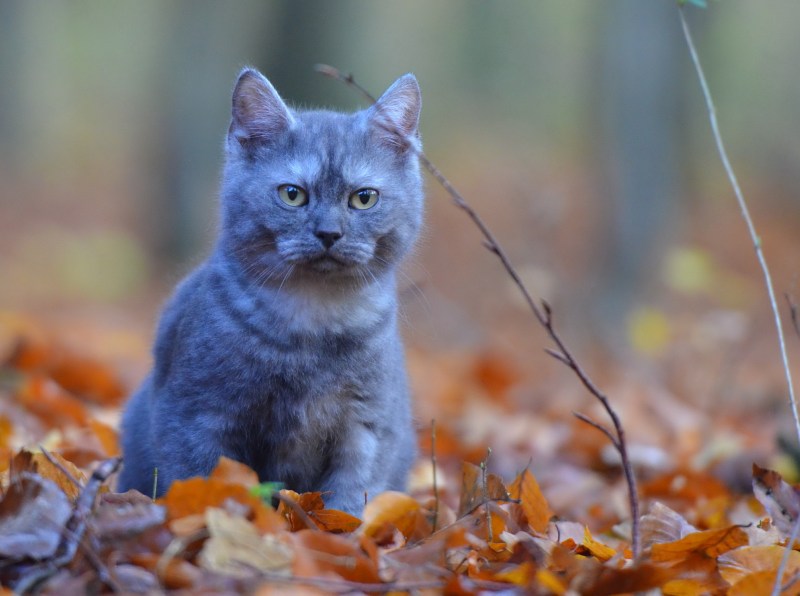 Кошка осень