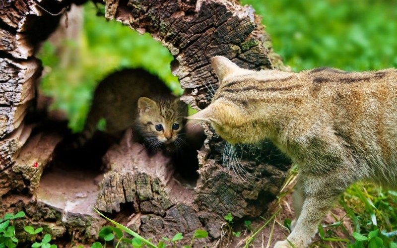 Кошки на дереве