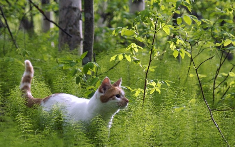 Котята в лесу