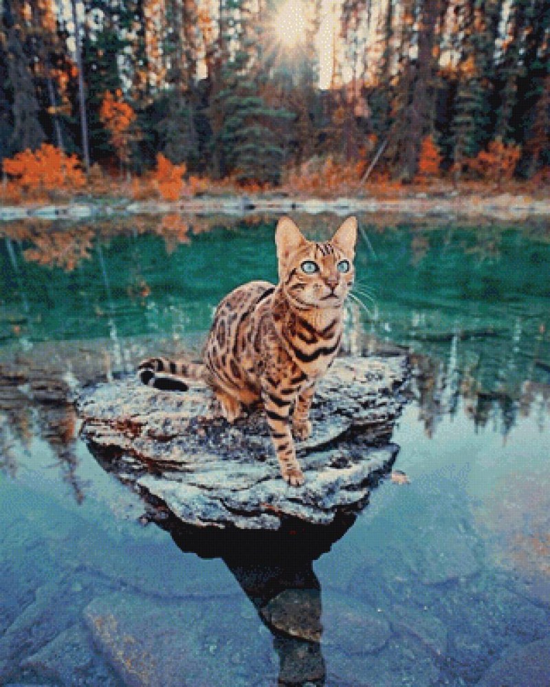 Котята в лесу