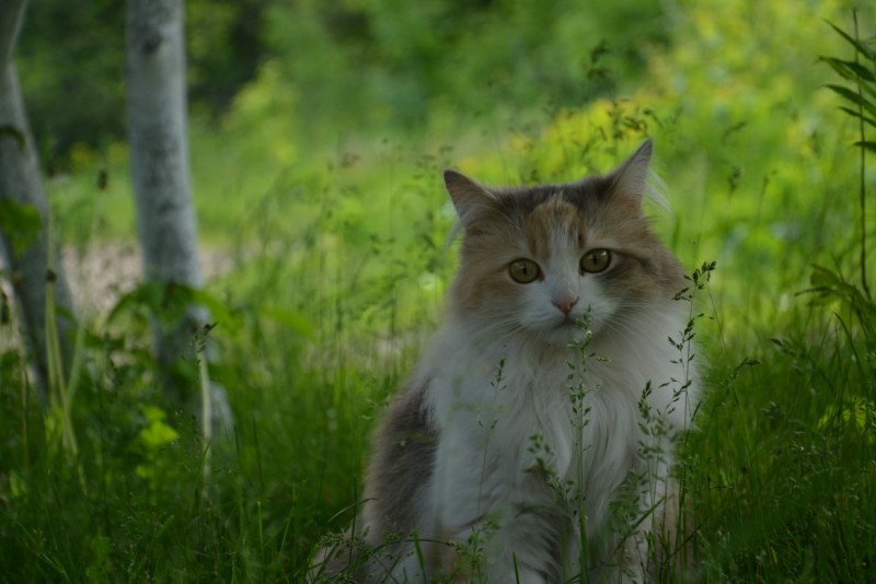 Рыжий кот в лесу