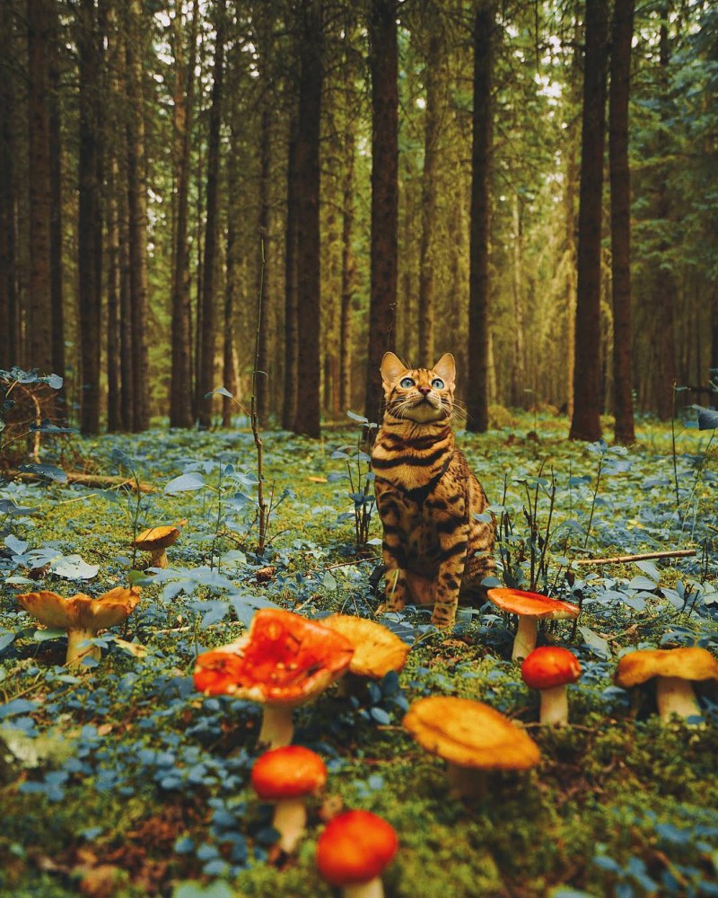Рыжие кошки на дереве