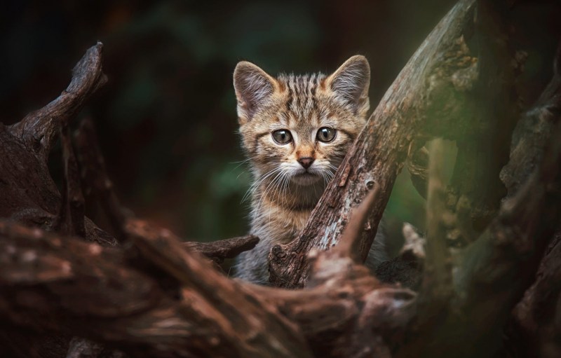 Лес с котами