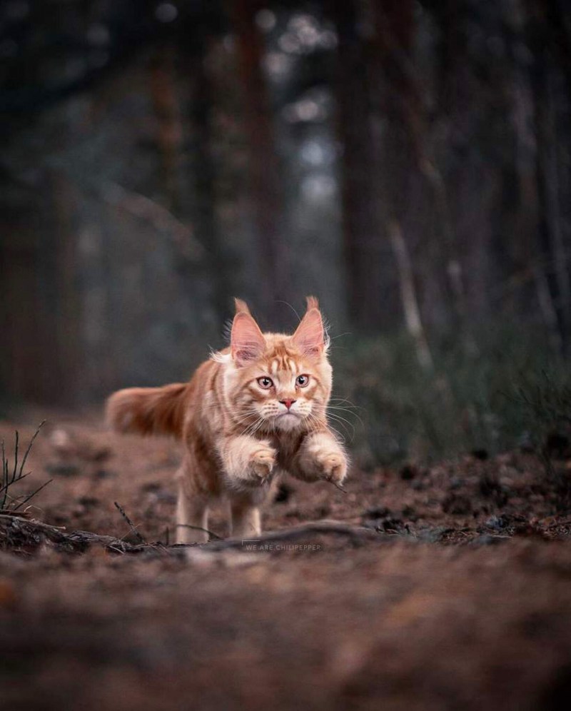 Светлые коты Лесные