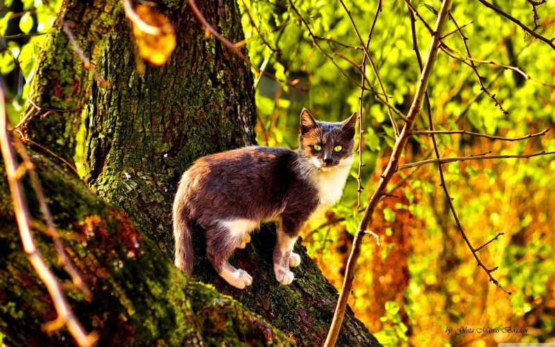 Котята в лесу