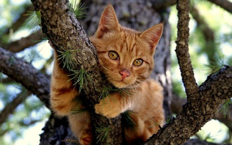 Кот в лесу