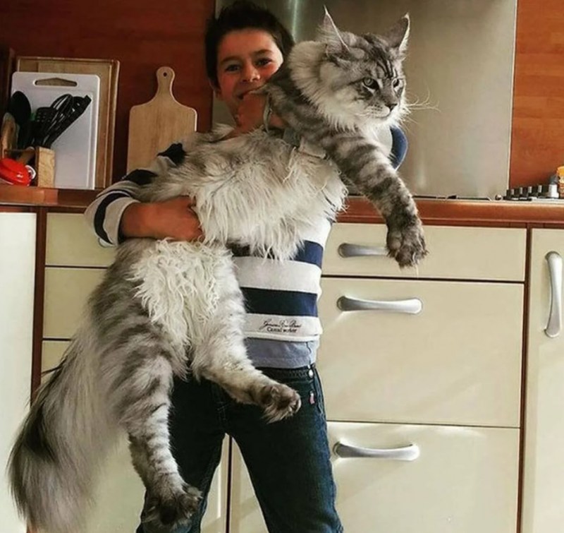 Мейн кун Стьюи