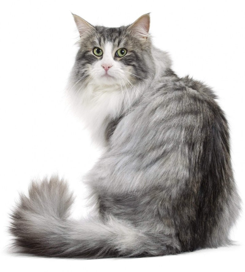 Норвежские Лесные котята