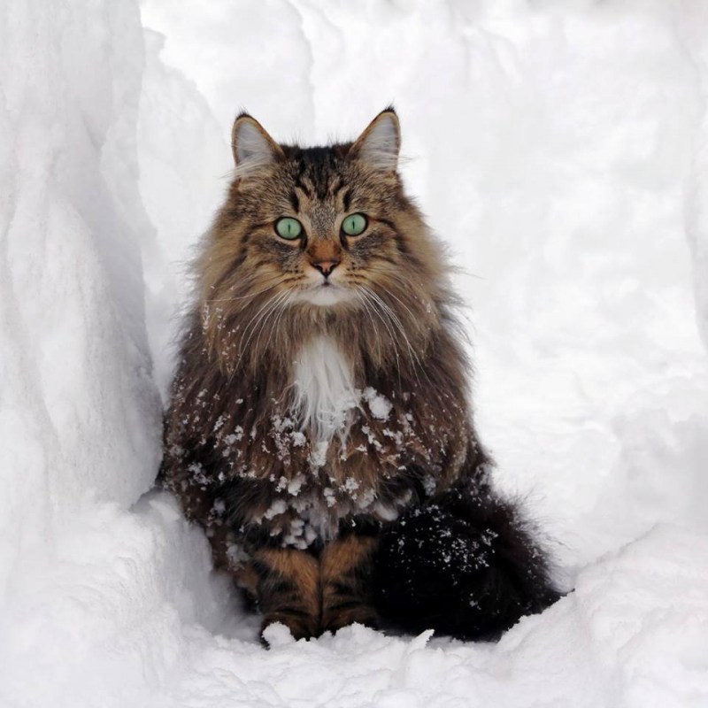 Финский Лесной кот