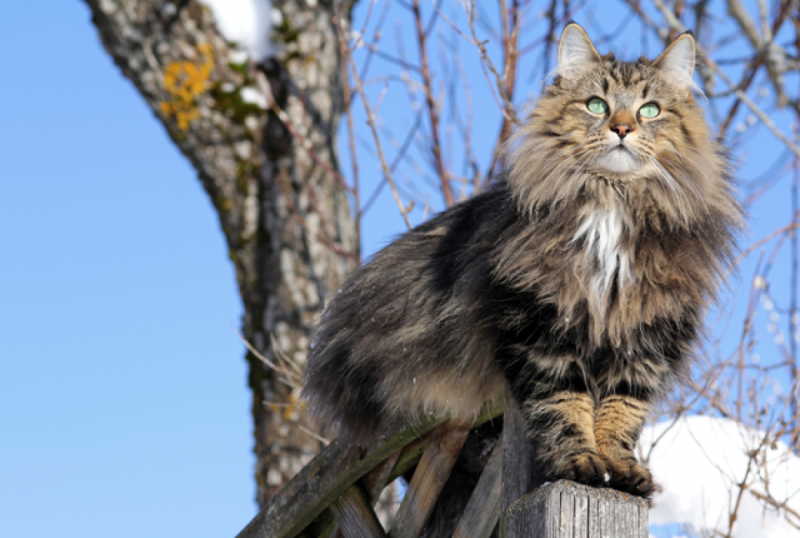 Норвежский Лесной кот