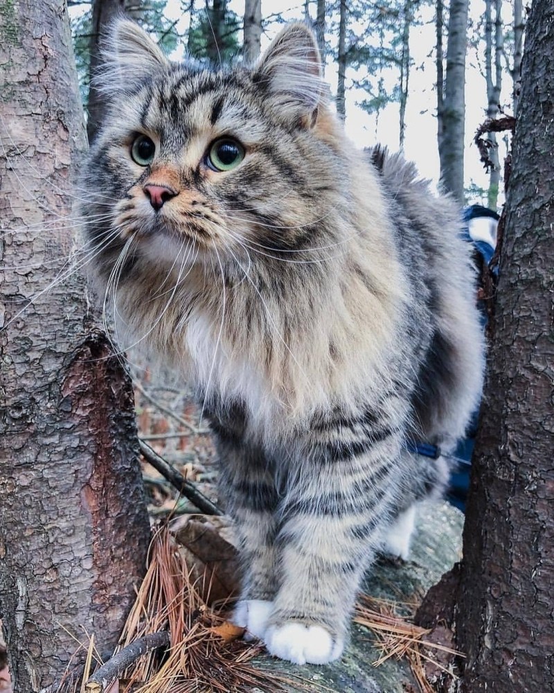 Норвежская Лесная