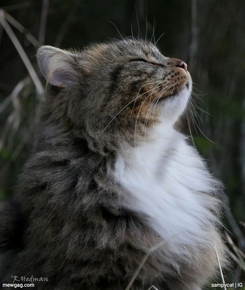 Британская Лесная кошка