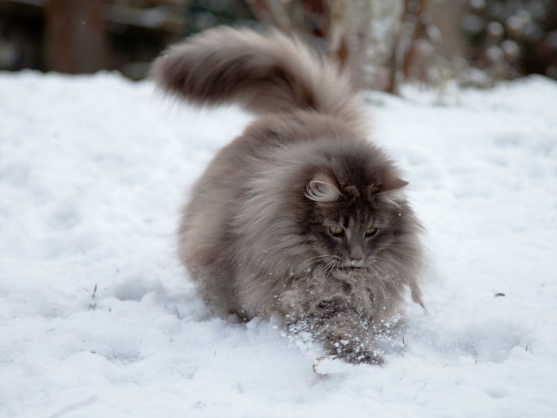 Дикая Норвежская Лесная кошка
