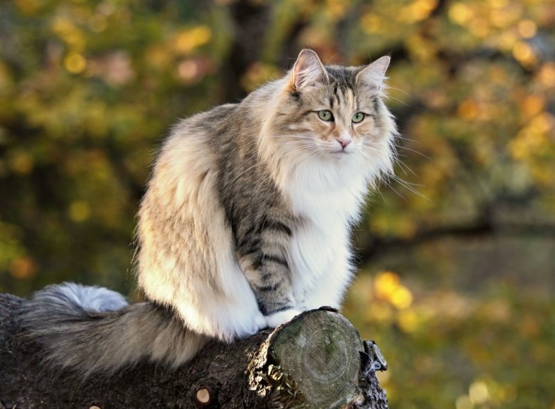 Кот породы Норвежская Лесная