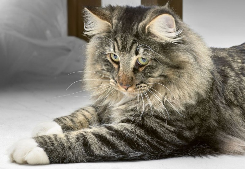 Норвежский Лесной кот
