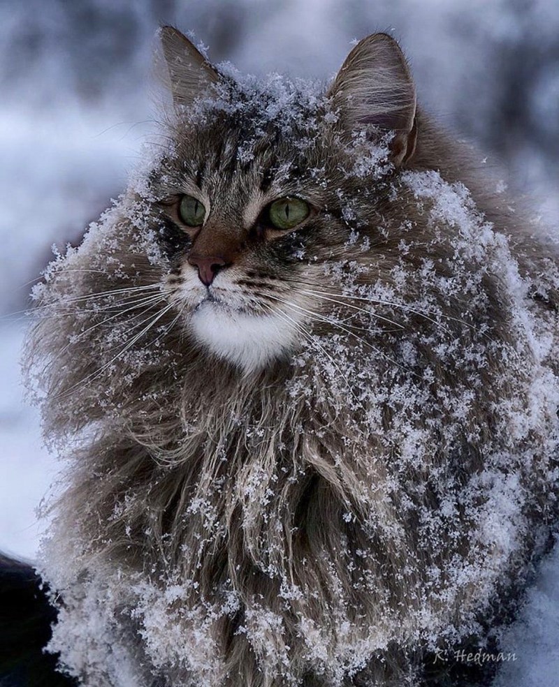 Норвежский Лесной кот