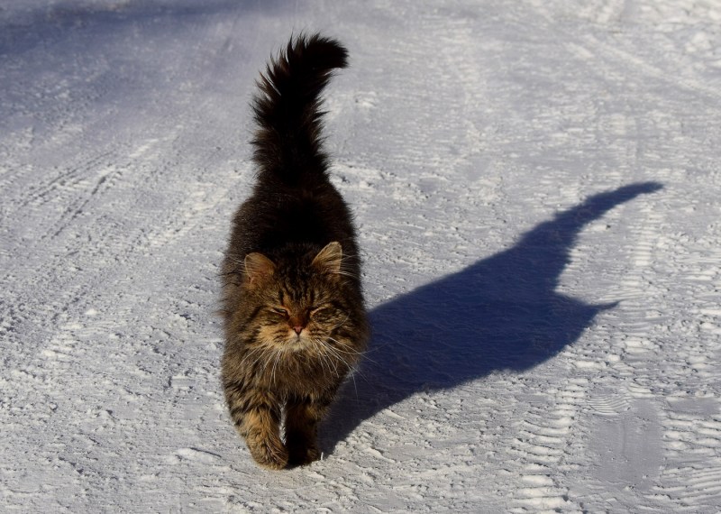 Норвежский Лесной кот
